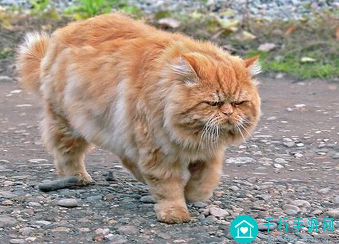 猫之城订单小白必看!这些小技巧让你秒变高手