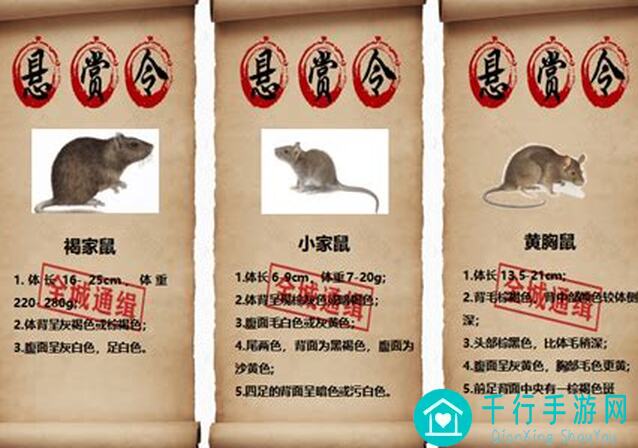 活下去抓老鼠？这5招让你轻松应对鼠患！-