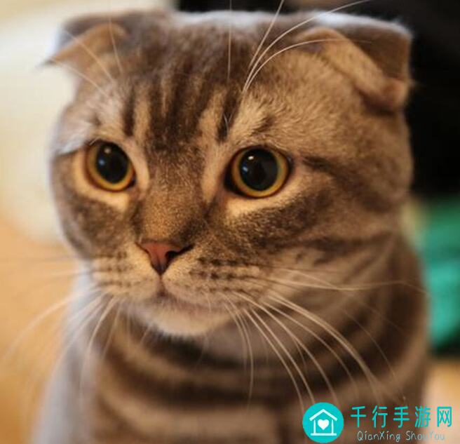 猫之城狐猫之城职业考核打法思路攻略：能否轻松逆袭成为猫城战神？