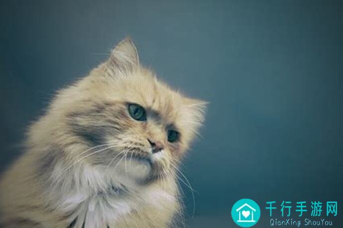 猫和老鼠搬运米可攻略大揭秘：成为顶尖小不点，速成优秀新闻人的必备技巧有哪些？