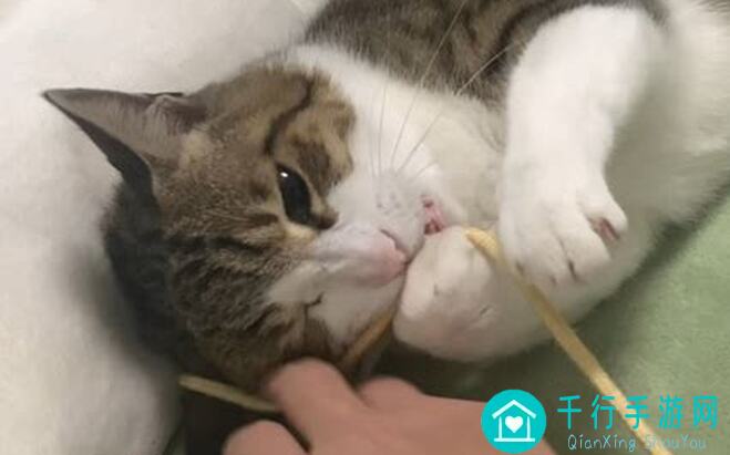 小白必看！策略军团绿色小八嘎军团小白快速成长攻略汇总