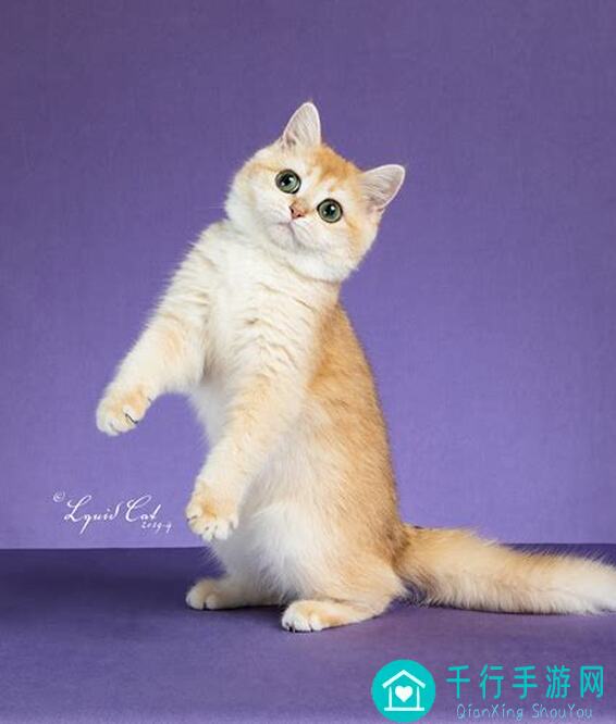 猫之城新年活动全攻略！3步解锁新年乐趣，猫咪玩家的福利来了！